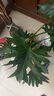 春羽龍鱗盆栽室內辦公室前臺觀(guān)葉植物室外凈化空氣懶人綠植容易養 春羽龍鱗老樁高度60-70cm 曬單實(shí)拍圖