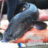 品鮮肴淡水魚生態(tài)黑魚烏魚財魚漁民野外捕獲鮮活魚現(xiàn)殺 煲湯補(bǔ)生鮮水產(chǎn) 凈膛后800g/條【2斤稱重現(xiàn)殺】 曬單實拍圖