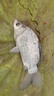 小鳳仙鰱鳙浮漂大物專(zhuān)攻魚(yú)漂夜光漂咬鉤變色醒目大加粗鯽魚(yú)漂日夜兩用漂 L-DD06 青草翹鳊鰱鳙 吃鉛約8.0g 日夜兩用(咬鉤變色1支裝) 曬單實(shí)拍圖