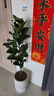 琴葉榕樹(shù)苗辦公室大型綠植盆栽綠色觀(guān)葉植物盆景花卉 精品獨桿60-70厘米高 不含盆 曬單實(shí)拍圖