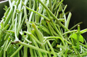千牛優(yōu)福散葉羅馬生菜500g新鮮綠色西餐蔬菜沙拉食材 曬單實(shí)拍圖
