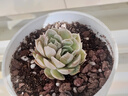 多肉植物小盆栽批發(fā)套裝多肉組合桃蛋玉露綠植花卉桌面陽(yáng)臺(tái)辦公桌 昂斯諾+蘋(píng)果+紅寶石+泡芙含盆土 曬單實(shí)拍圖
