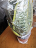 金邊虎皮蘭盆栽多肉植物水培好養(yǎng)綠植室內花卉客廳大型虎尾蘭陽臺 【超級實惠3盆裝】25-30cm3棵虎皮蘭【簡易盆 曬單實拍圖