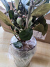 池寬葉小盼菩提樹(shù)盆栽花卉植物辦公室客廳四季帶果綠植好養活禪意小盆景 菩提樹(shù)【浮雕荷花】+底座/帶20果 曬單實(shí)拍圖
