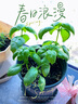 壽禾家庭花草盆栽香草植物迷迭香百里香甜羅勒九層塔陽(yáng)臺種植盆栽苗 (套餐)羅勒幼苗6棵+1kg土+1盆 曬單實(shí)拍圖