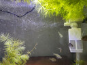 魚(yú)缸過(guò)濾器循環(huán)水泵三合一小型魚(yú)缸過(guò)濾器靜音增氧泵過(guò)濾泵 五合一過(guò)濾器4W（適用魚(yú)缸20-30cm） 曬單實(shí)拍圖
