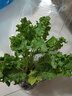 壽禾 羽衣甘藍種子秋冬季菜種耐寒食用蔬菜種孑播種種壽光種 綠羽衣甘藍苗 6棵 曬單實(shí)拍圖