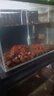 森森（SUNSUN）貼片飼料熱帶魚斗魚魚糧孔雀魚紅綠燈通用型魚食 【葷素搭配】260ml螺旋藻+260ml豐年蝦貼片 曬單實拍圖