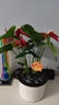水培紅掌盆栽帶花一帆風(fēng)順花卉植物室內(nèi)好養(yǎng)綠植鴻運(yùn)當(dāng)頭四季開(kāi)花 【爆盆好貨】特級(jí)紅掌7-10花（原盆） 曬單實(shí)拍圖