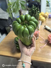 佛手柑佛手果觀(guān)賞綠植 特大果室內水培 客廳辦公茶桌吉祥擺件裝飾 1個(gè)單個(gè)500克左右 曬單實(shí)拍圖