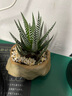 八芽盆栽萬(wàn)重山多肉仙人球懶人室內四季好養盆景辦公室桌面小型綠植物 （十二卷+萬(wàn)重山）兩款組合 帶盆栽好 曬單實(shí)拍圖