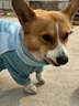 嬉皮狗（hipidog）全包撞色柯基沖鋒雨衣中小型犬臘腸犬四腳狗狗雨衣雨天寵物狗衣服 邦迪藍(lán)【卡碼建議拍大】 XL （建議體重25-30斤） 曬單實(shí)拍圖