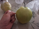 梨貢士（LIGONGSHI）隰縣玉露香梨 山西玉露香梨 12顆大果精品禮盒裝 10斤彩箱 曬單實(shí)拍圖