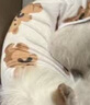 曇蓓漫貓咪衣服薄款防掉毛貓咪背心狗狗衣服春夏透氣寵物防掉毛衣服薄款 【白底小熊、夏日無袖背心】 M （適合3-6斤寵物） 夏日透氣薄款/無束縛感/防掉毛 曬單實拍圖