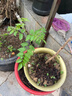 溢睬蓮炮仗花苗濃香特大花南北方種植爬藤攀援好養的四季開(kāi)花庭院植物凌霄花凌霄樹(shù)苗 金黃炮仗花 4年苗好養活 曬單實(shí)拍圖