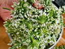 25年頭茬韭菜花新鮮蔬菜現(xiàn)摘現(xiàn)發(fā)冰鮮到家韭花新鮮韭菜花韭花花菜 2斤 曬單實拍圖