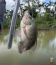 谷蜀香【釣魚(yú)界禁用]誘魚(yú)粉開(kāi)口劑野釣小藥垂釣誘 魚(yú)劑聚魚(yú)釣魚(yú)餌料釣粉 一瓶 曬單實(shí)拍圖