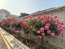 嫻雅高檔樹樁月季棒棒糖玫瑰樹狀月季大花濃香四季開花別墅庭院花卉 3公分樹樁月季（大花翡扇紅色系 曬單實(shí)拍圖