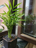 佰花錦袖珍椰子盆栽散尾葵客廳好養(yǎng)植物辦公室內(nèi)凈化空氣吸甲醛桌面綠植 【送方底座】袖珍椰子+PVC樹脂盆+黑沙鋪面 下單即送接水底座X1（原盆系列除外） 曬單實拍圖