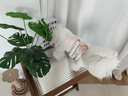 嬉皮狗（hipidog）寵物春夏季狗狗中小型犬簡約時尚布標(biāo)可裁剪款包肚衣貓咪四腳衣服 奧麗粉 S （建議體重3-5斤） 曬單實拍圖