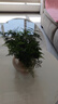 室內鮮花綠植小盆栽 辦公室觀(guān)賞竹類(lèi) 文竹苗 水培植物 四季常綠 不含盆 3年苗 曬單實(shí)拍圖