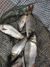 simago喜曼多釣魚(yú)竿手竿超硬輕量全碳素魚(yú)竿鰱鳙竿鯽魚(yú)竿臺(tái)釣竿漁具3.6m 曬單實(shí)拍圖