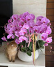 Only you【兩小時(shí)達(dá)】蝴蝶蘭帶花苞花劍花盆真花蘭花盆栽開業(yè)喬遷佛堂供花 12株桃紅色（瓷盆隨機(jī)） 曬單實(shí)拍圖
