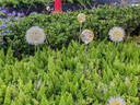 太陽(yáng)能蒲公英燈亮化燈戶外裝飾插地草坪燈廣場(chǎng)花園景觀庭院氛圍燈 蒲公英套餐15支一組【接電款】 曬單實(shí)拍圖