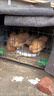一斤正宗散養(yǎng)土雞脫溫小雞活苗蘆花雞仔麻羽綠殼蛋土雞苗包活到家 1斤土雞【全母】6只 曬單實拍圖
