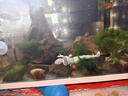 爬將軍新款魚缸生態(tài)超白玻璃缸家用客廳辦公室桌面養(yǎng)金魚斗魚水族箱造景 60CM缸【標(biāo)配套餐】+養(yǎng)魚大禮包 曬單實拍圖