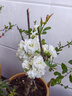 新品種海棠彩玉海棠花盆栽樹(shù)苗老樁陽(yáng)臺重瓣變色海棠花四季耐寒 彩玉海棠六年苗 曬單實(shí)拍圖