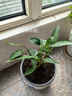 通沭夜來(lái)香室內盆栽桌面四季常青植物花卉夜來(lái)香+原盆原土1盆源頭直發(fā) 曬單實(shí)拍圖