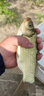 千壽5代魚(yú)線(xiàn)柔軟釣線(xiàn)強拉力競技主線(xiàn)黑坑子線(xiàn)尼龍線(xiàn)魚(yú)線(xiàn) 1.0號 60米 主線(xiàn) 曬單實(shí)拍圖