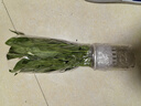 愛你一萬年白掌一帆風順盆栽水培植物綠蘿籮花卉室內(nèi)花綠植紅掌發(fā)財樹吸甲醛 【升級爆根】特級白掌8-10株+自吸盆+營養(yǎng)液 曬單實拍圖