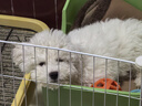 淮爵比熊幼犬寵物狗狗活體小狗幼崽活物白色小型犬比熊犬茶杯卷毛 寵物級 曬單實拍圖