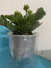 綠有意綠植盆栽多肉花卉盆栽植物室內桌面水培綠植辦公室客廳植物懶人 【四盆自選】花盆顏色+植物 帶盆帶土發(fā)貨 曬單實(shí)拍圖
