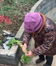 杰英仕（JIEYINGSHI）中老年人帽子女奶奶媽媽秋冬季兔毛保暖盆帽老太太針織毛線帽 粉紫色（單帽子） 曬單實拍圖
