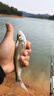 船長漂C35羅非魚漂黑坑競技鯽魚高靈敏醒目 C35—3（橘紅正常尾）2.05克 曬單實拍圖