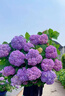 嫻雅5加侖無(wú)盡夏繡球花苗盆栽陽(yáng)臺庭院別墅大花四季八仙花卉耐寒植物 藍紫色 無(wú)盡夏母本大苗原盆原土 曬單實(shí)拍圖