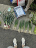 Onitsuka Tiger鬼塚虎春夏男女帆布一腳蹬懶人鞋MEXICO 66? SLIP-ON 1183A360 米色/藏青色 42 曬單實拍圖