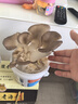 蘑菇種植桶裝盆栽食用菌包平袋DIY娃娃小菇趣味園藝多肉植物 姬菇【熊貓桶裝】 1桶裝 曬單實(shí)拍圖