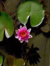 京悠雨德國睡蓮水培植物帶花苞四季開(kāi)花荷花大根塊水蓮花盆栽水池塘觀(guān)賞 精品大睡蓮(烈焰帶芽)4棵 不含盆 曬單實(shí)拍圖