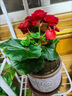 重瓣麗格海棠盆栽帶花苞四季開(kāi)花不斷玫瑰玻璃海棠花室內陽(yáng)臺花卉 大紅 帶花苞、含盆 曬單實(shí)拍圖