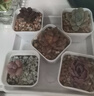多肉植物自選套餐系列組合搭配花卉盆栽綠植精品多肉新手入門(mén) 巧克力3-4厘米 送盆土 曬單實(shí)拍圖