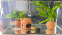 魚(yú)缸造景裝飾擺件水草種植固定陶罐觀(guān)賞魚(yú)繁殖瓦罐魚(yú)蝦躲避屋 2個(gè)小號+2個(gè)大號 曬單實(shí)拍圖