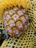 蒲戀海南金鉆鳳梨新鮮水果手撕鳳梨削皮即食無眼菠蘿時令熱帶水果 9斤家庭裝【4-6枚】高性價比 S+級商超好貨【性價比高】 曬單實拍圖
