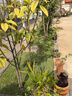 旺浦商貿(mào)草皮真草坪帶泥土別墅花園綠化四季青果嶺草臺灣草馬尼拉草皮帶土 庭院耐踩四季果嶺草坪 1平方 曬單實拍圖