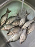 老鬼魚餌料老鬼九一八藍鯽野戰(zhàn)918螺鯉鯽魚野釣老三樣速攻2號套裝通殺 【夏季香味】老三樣套餐 曬單實拍圖