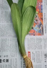 雅卉君子蘭盆栽精品綠植花卉植物室內(nèi)圓頭和尚帶花苞大苗當年開花 君子蘭4-5片葉+生根粉 不含盆 曬單實拍圖