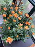 臨雅果汁陽臺月季花苗灌木大花盆栽室內(nèi)紅果汁陽臺多頭玫瑰花苗棒棒糖 【帶花帶花苞】果汁陽臺1加侖 曬單實拍圖